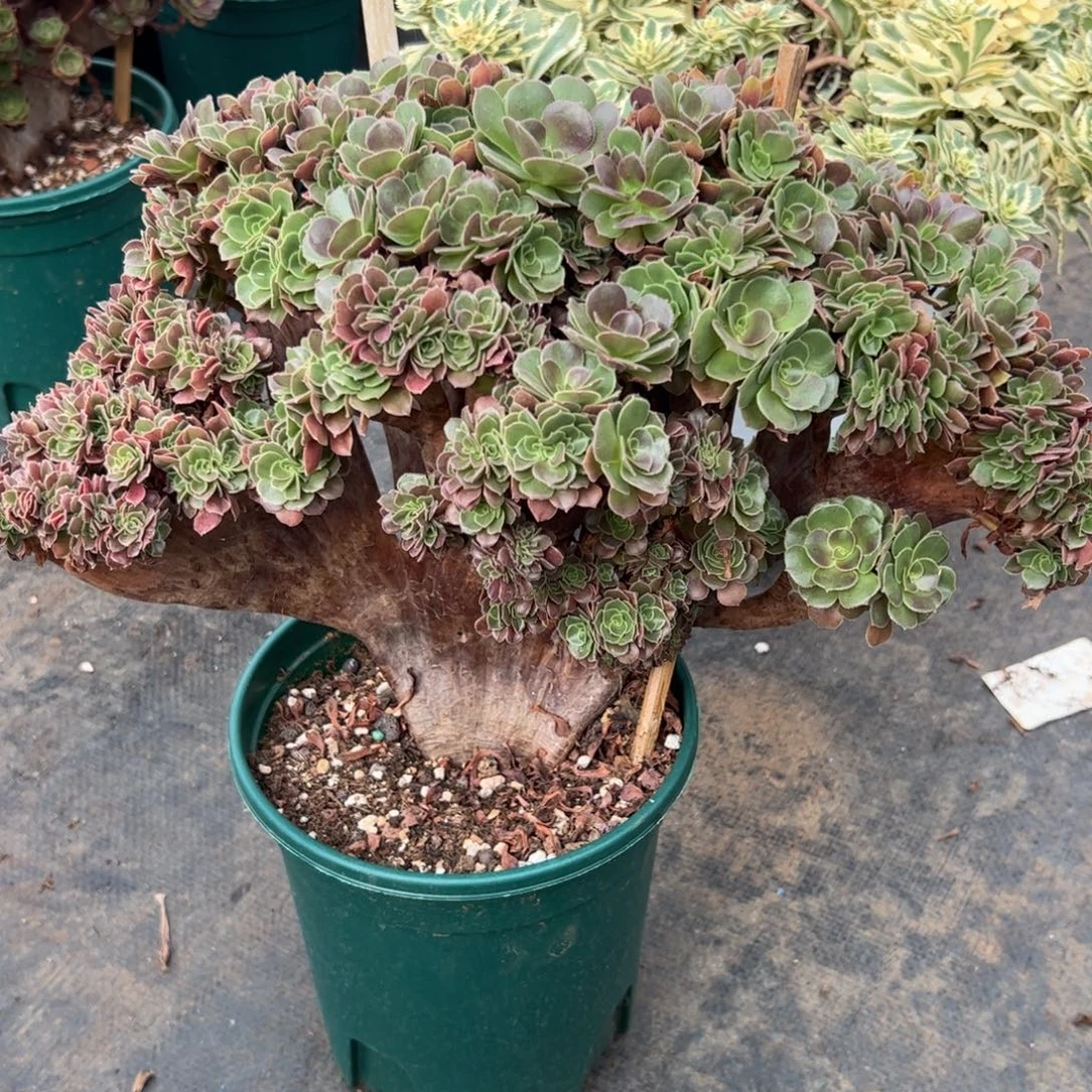 玫瑰缀化老桩厚板朵朵