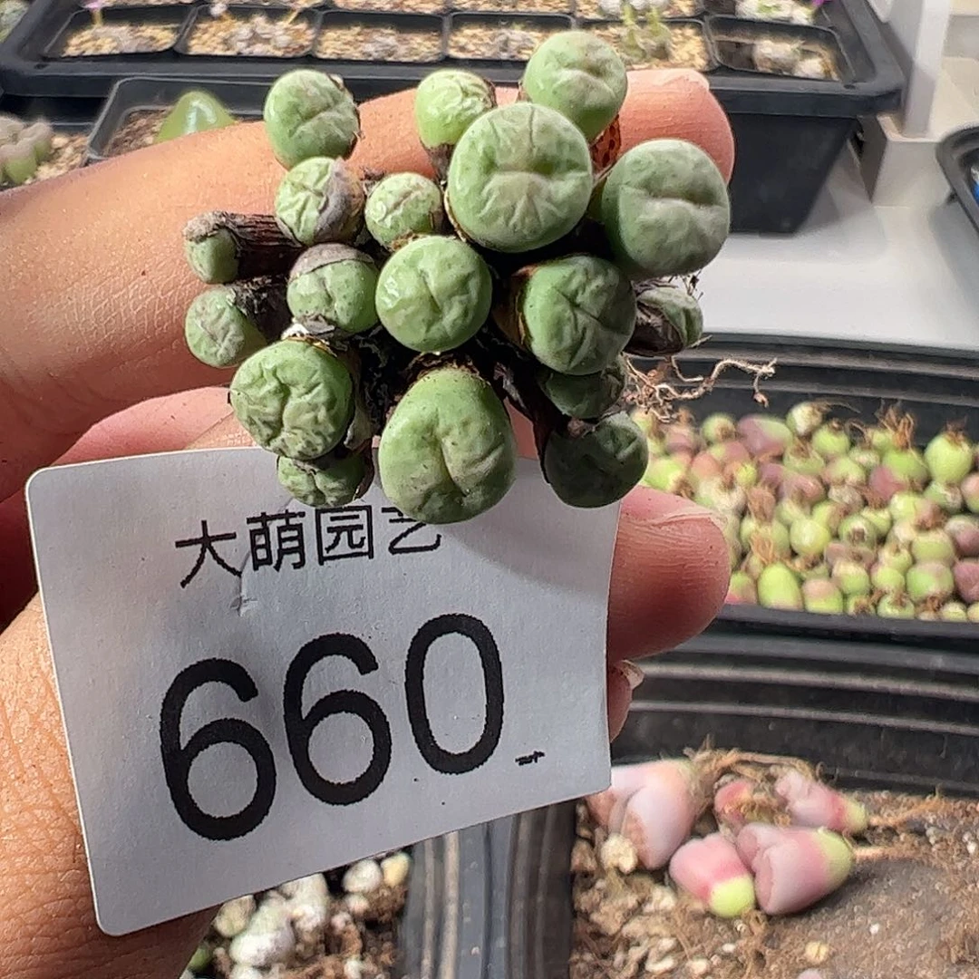 一物一拍。               660