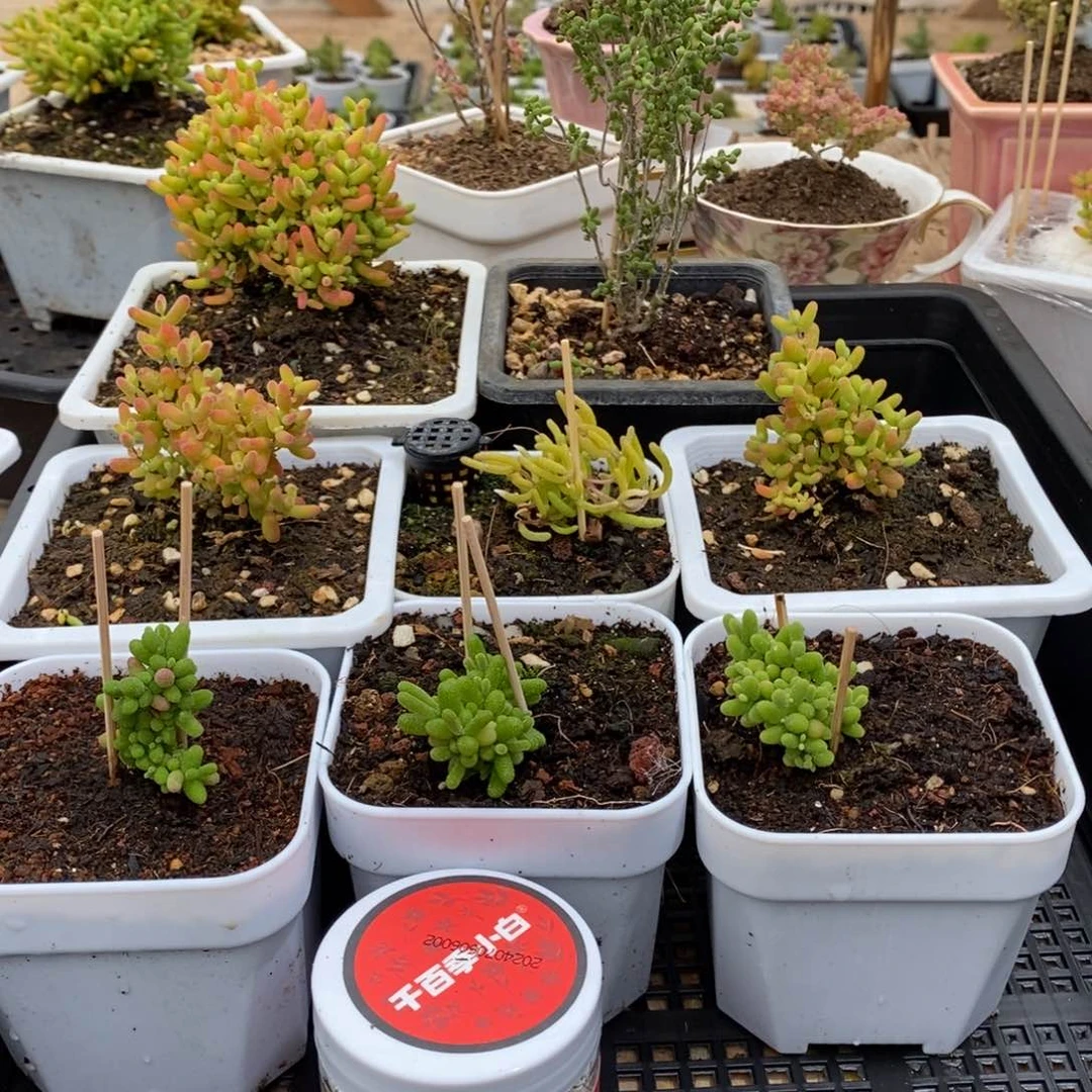 枝干番杏多肉植物137
