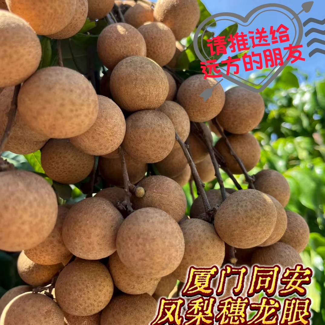 厦门同安凤梨穗龙眼顺丰包邮新鲜采摘皮薄肉厚甘甜多汁福建桂圆
