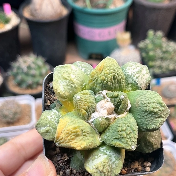 无花朵牡丹锦自根养定带盆发货