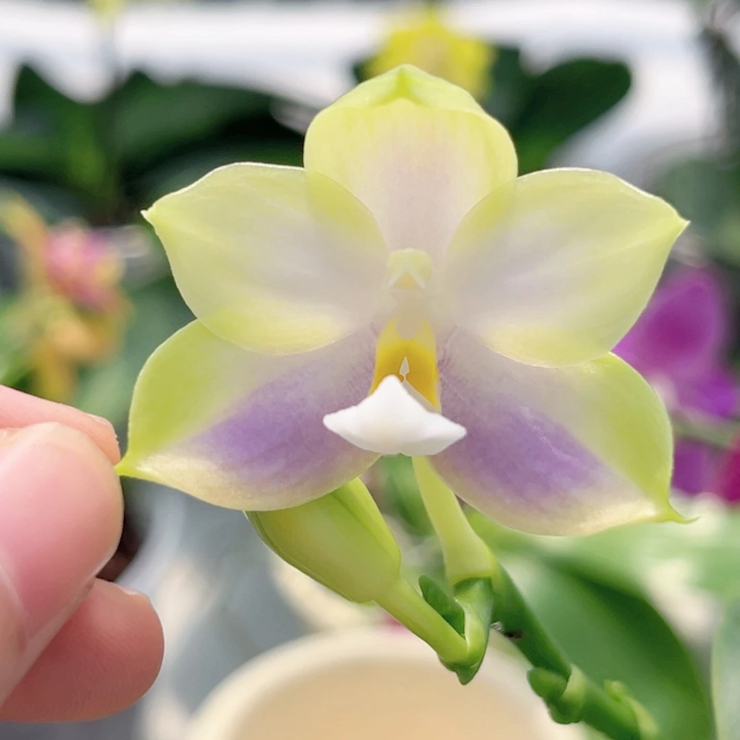 完全开放2.5寸yc208开花株（有叶损）