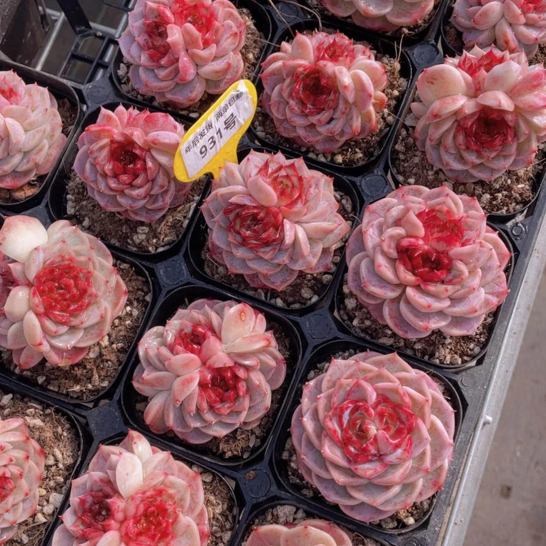 931号红丝绒天鹅绒双花心一个