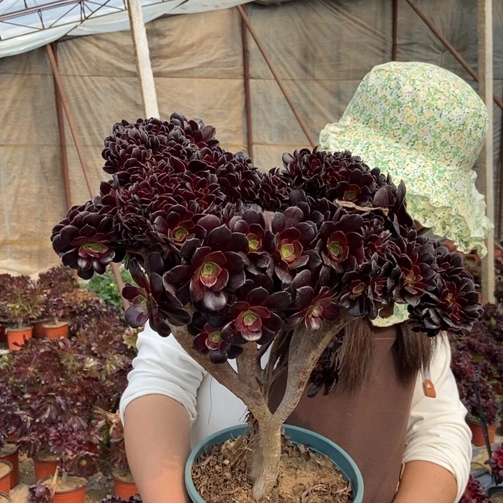 520欧紫缀化朵朵老桩