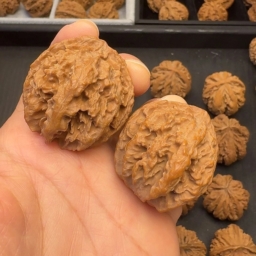 核桃突突突突我来咯啊