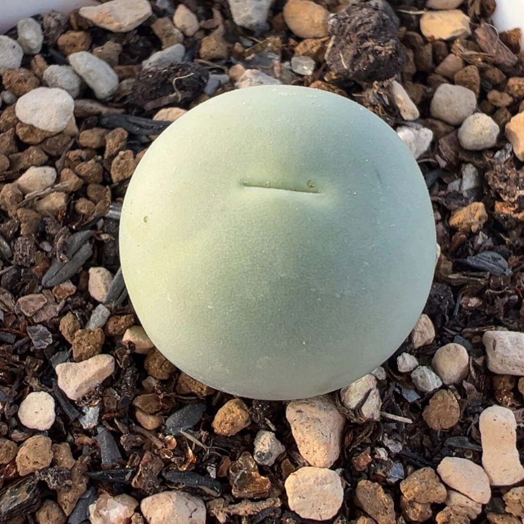 063多肉植物种类多样