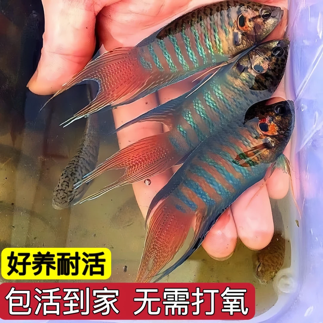 中国斗鱼改良蓝叉普叉新手冷水淡水淡水鱼好养小型鱼热带鱼观赏鱼