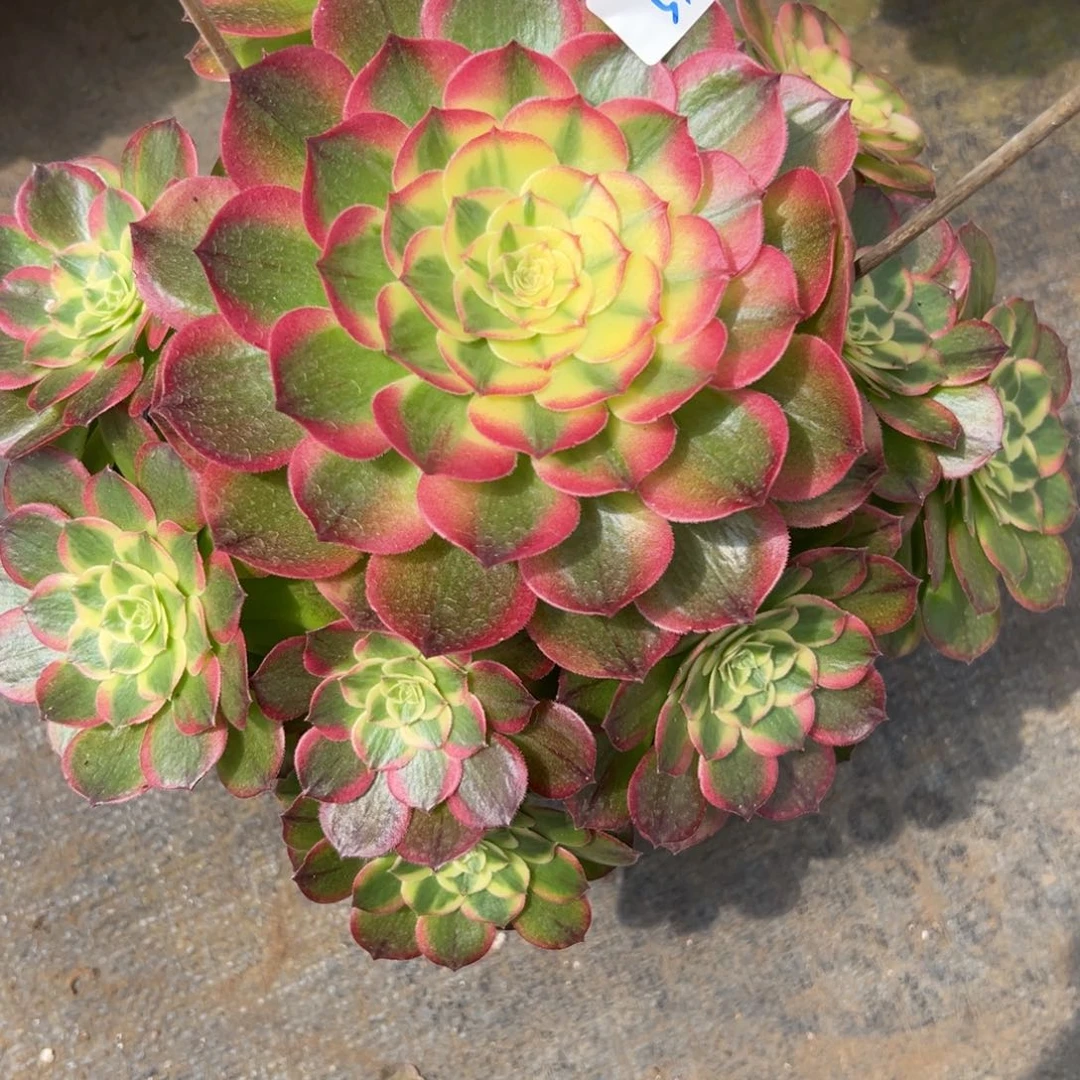 51玉芙蓉多肉植物系