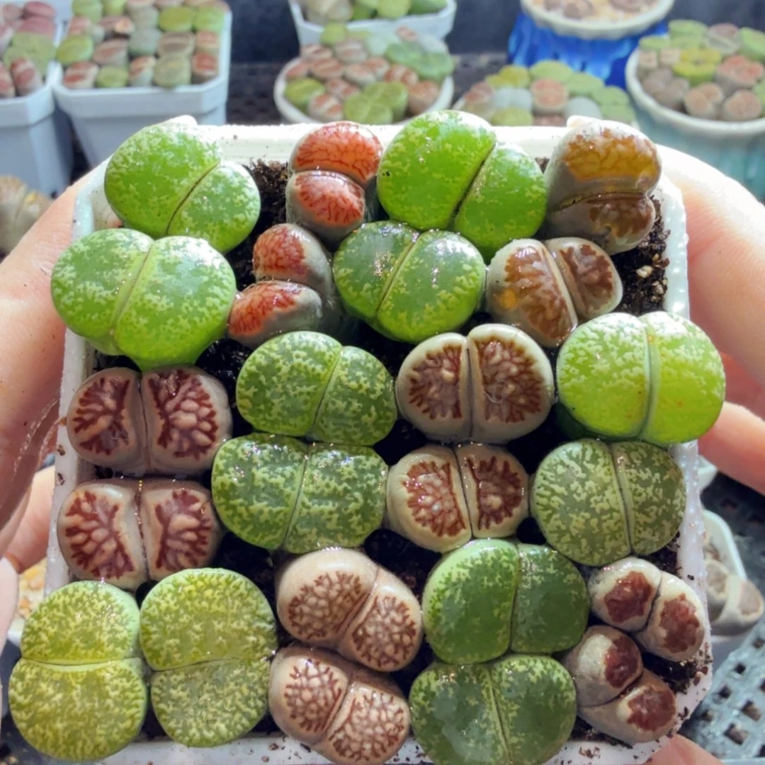 多肉植物的生长发育和596