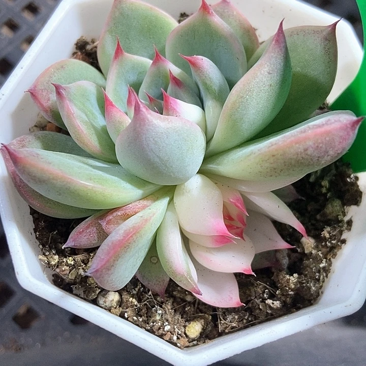 多肉吉娃娃锦1039多肉