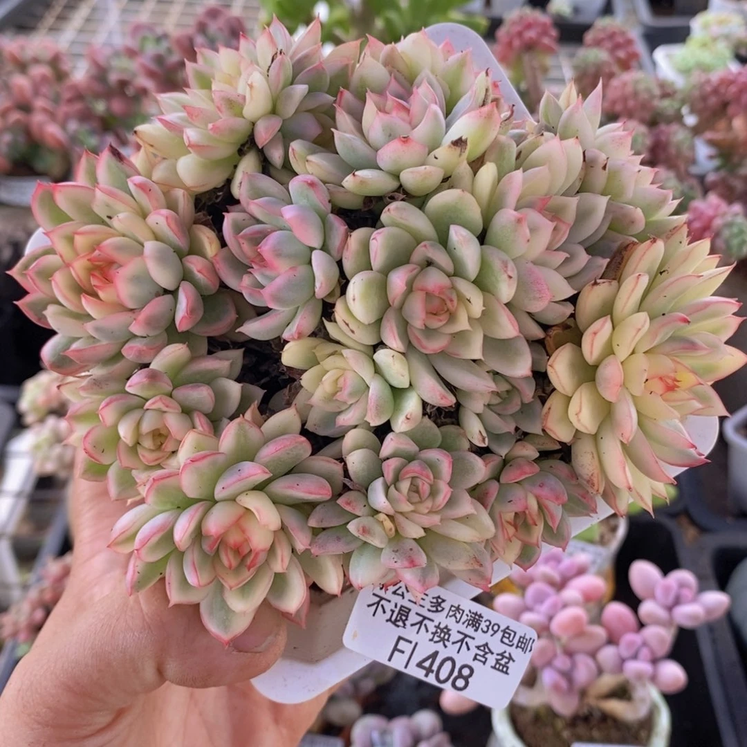 女雏锦不包整13cm408多肉植物