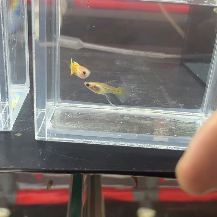 孔雀鱼2公4黄金玻璃猫c母