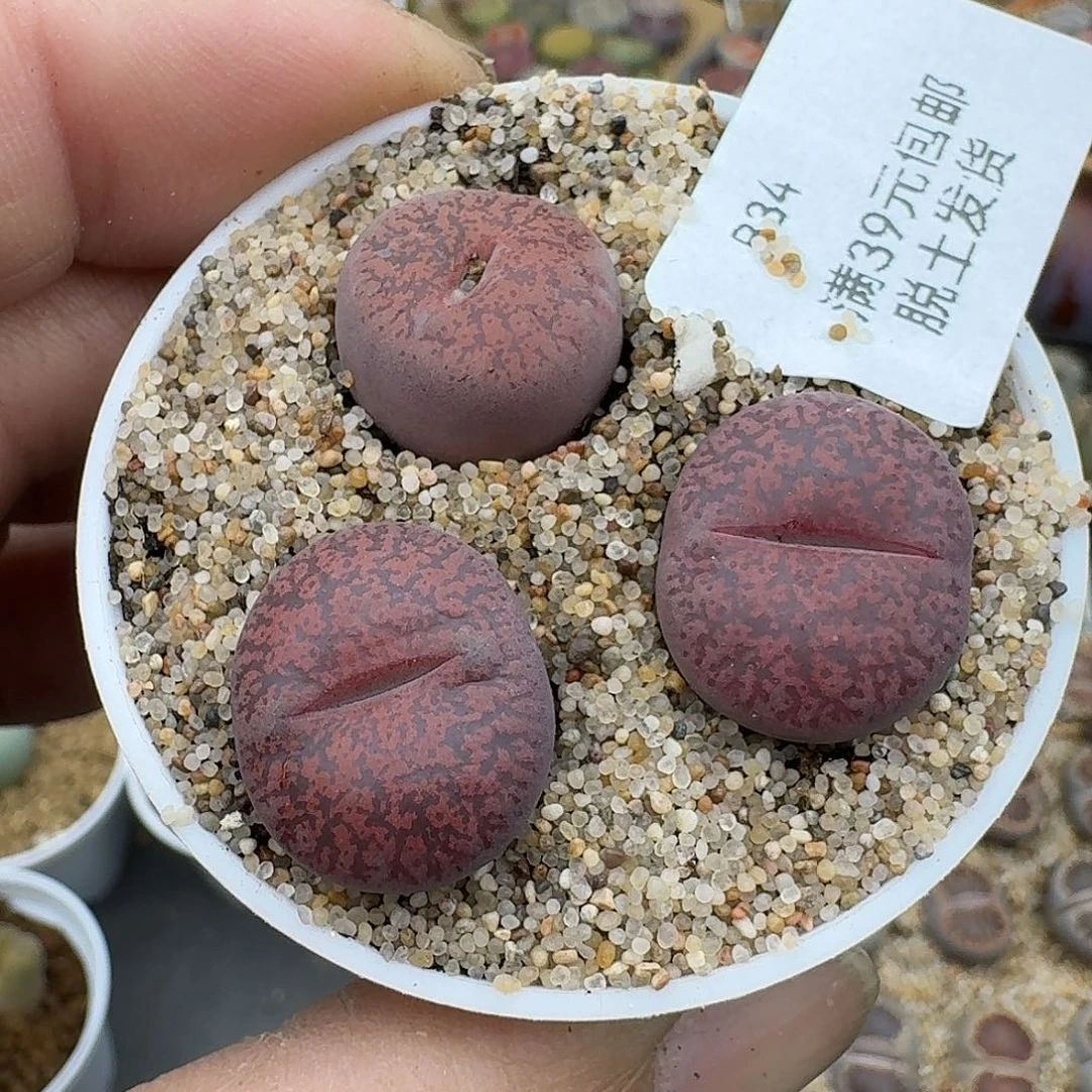 34多肉哈哈哈哈哈哈哈哈