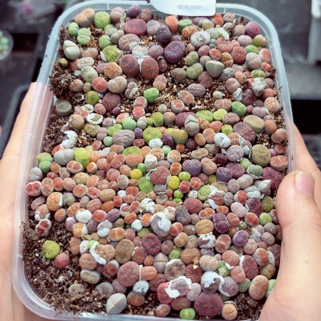 6537–生石花 生石花