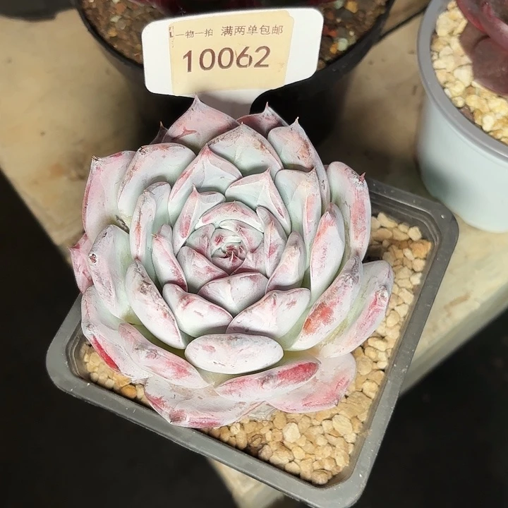 ?黑卡多肉植物一物一拍10062