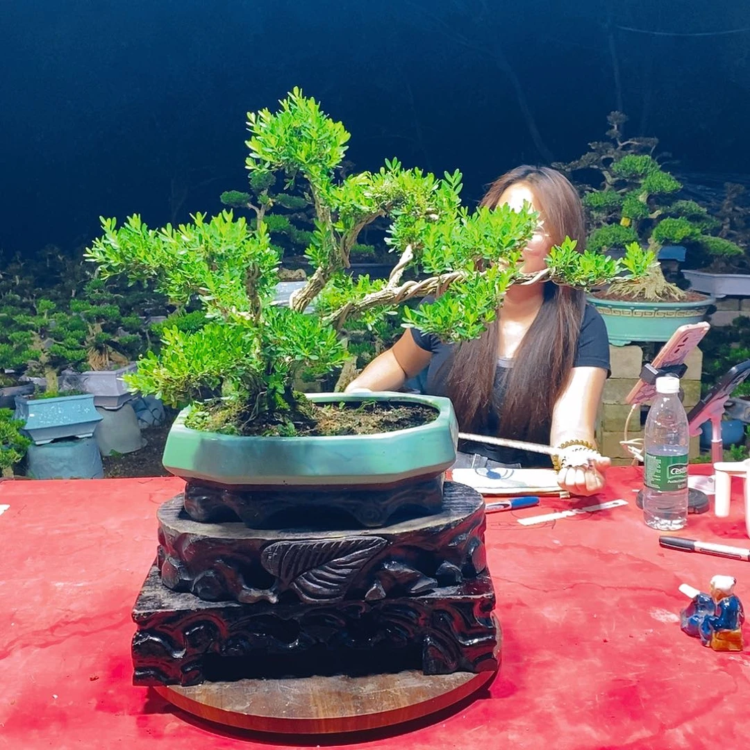 完全开放广东黄杨盆景