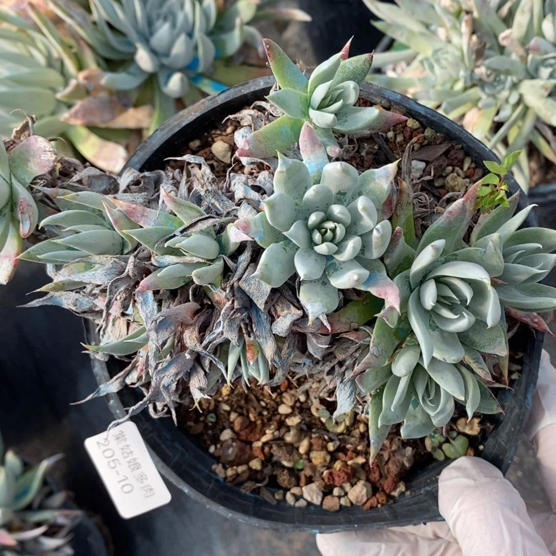 10号流丹白毫群漂亮