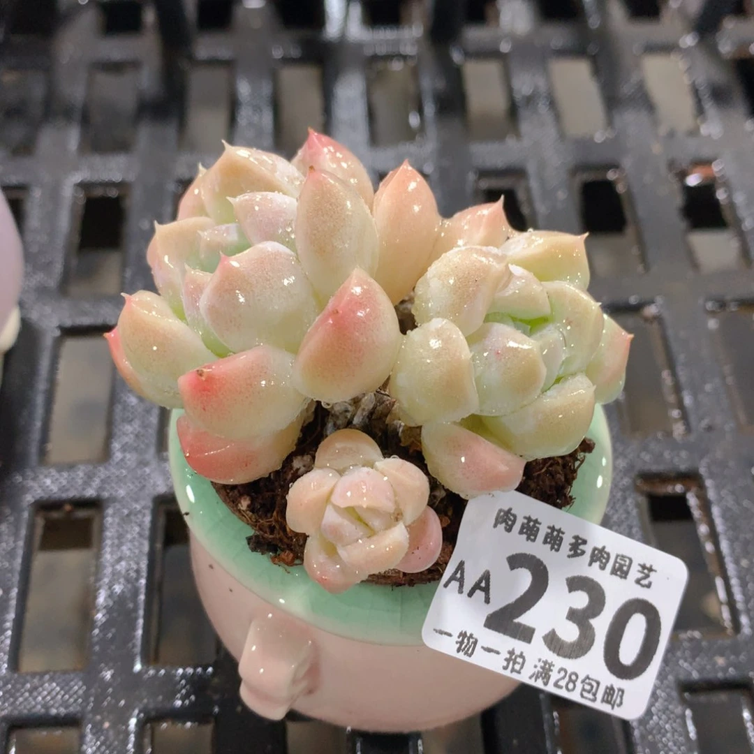肉萌萌拇指盆精控多肉AA230