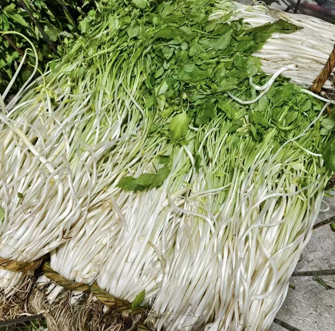 安徽芹菜芽石牌芹菜芽农家真正泥土压种白芹水芹当日现挖新鲜