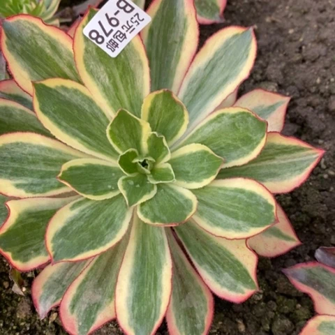 978魅影满25包邮多肉