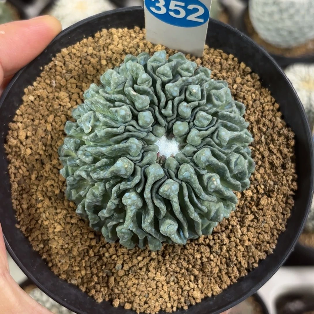 352蝌蚪球带盆带土发货