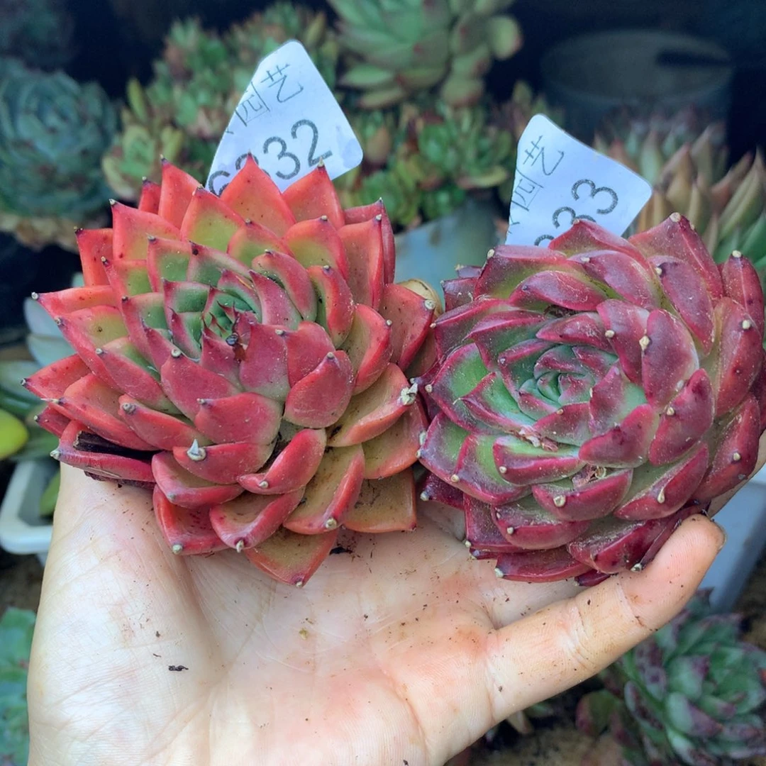 行*堂6332-6333两颗6/5厘米