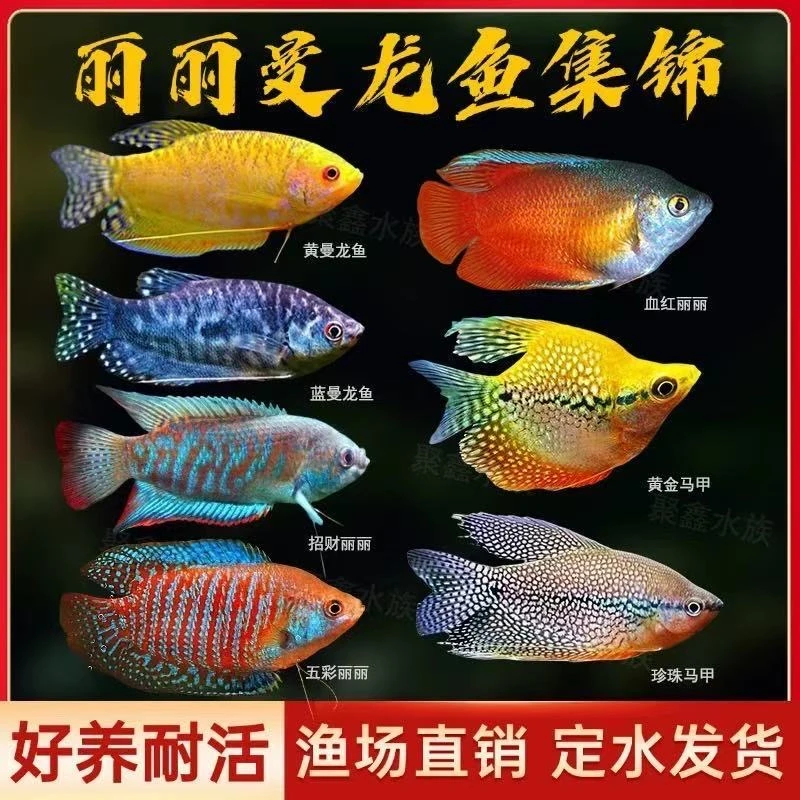五彩曼龙鱼丽丽鱼珍珠马甲小型热带观赏鱼好养皮实耐活