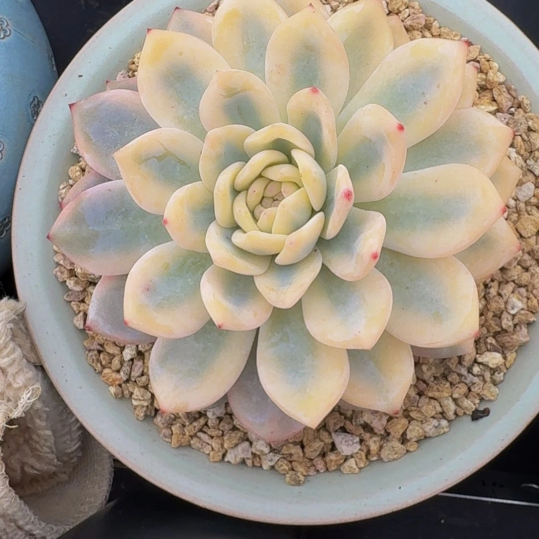 橙梦露 宽锦  一物一拍