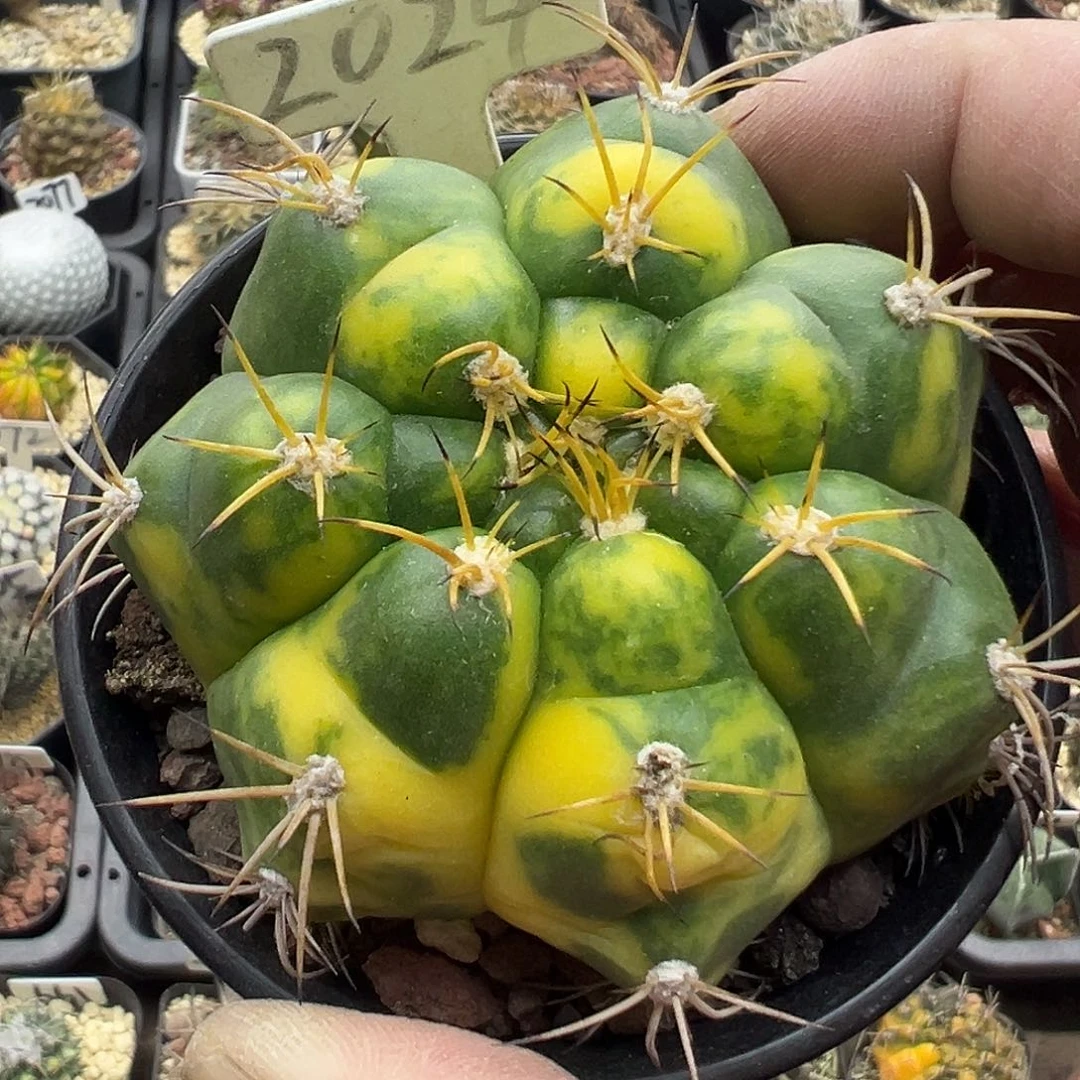 2024良宽锦实生仙人球