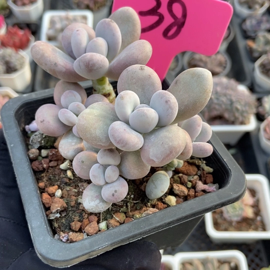 38奶酪多肉植物多肉