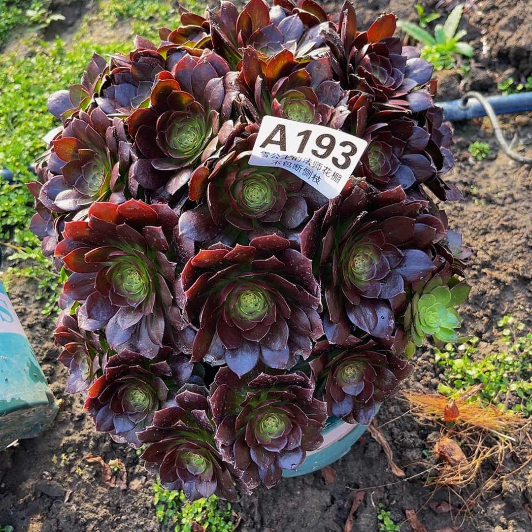 法师法师15–36包邮法师