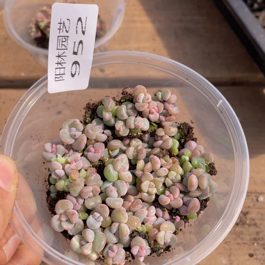 多肉植物多肉植物952