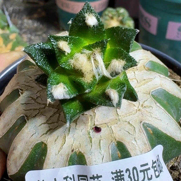 福利苗接勃氏156
