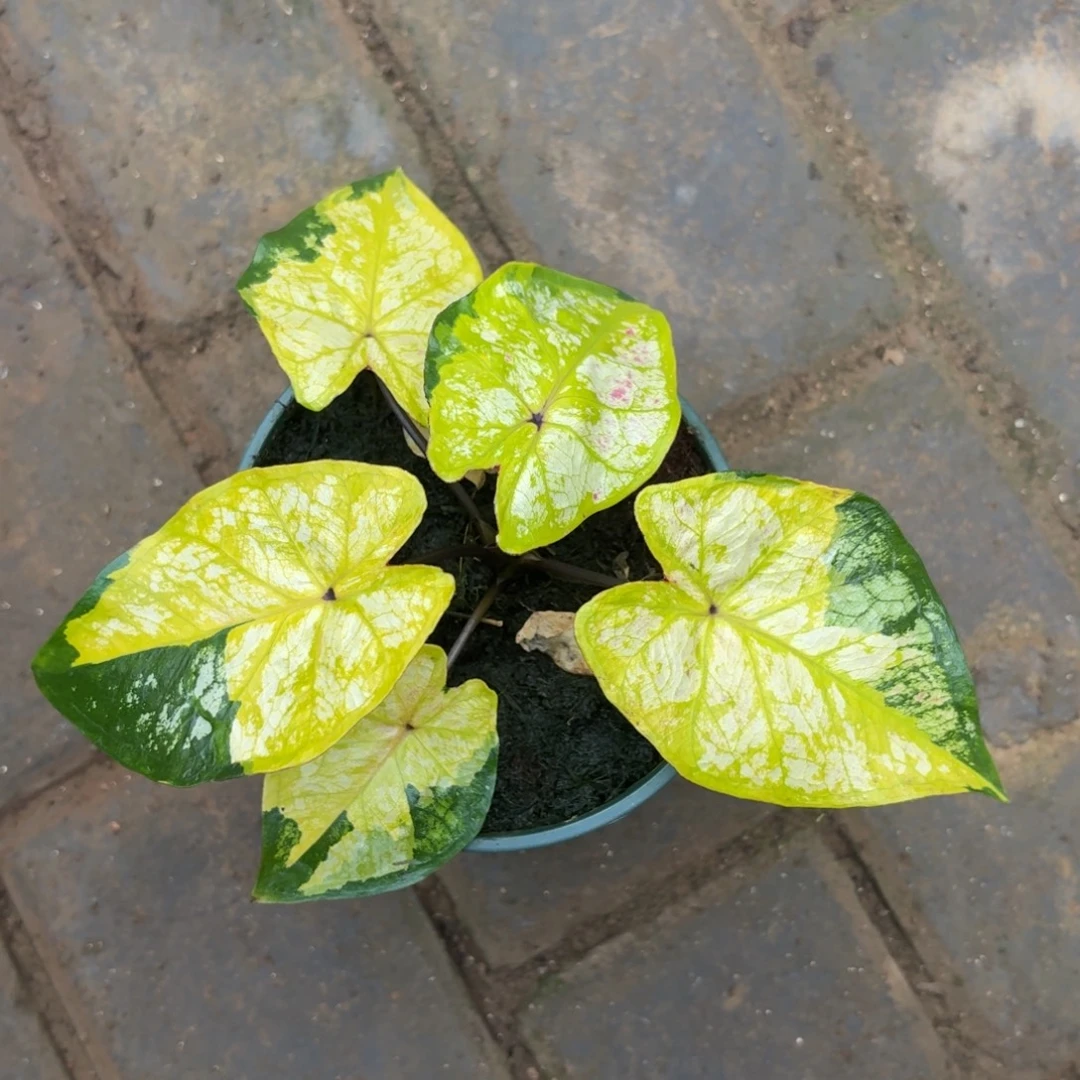 大黄蜂 泰国97-1110