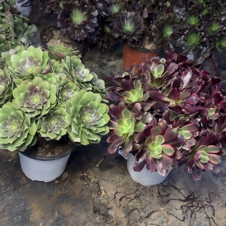 万圣节➕赤霞飞。