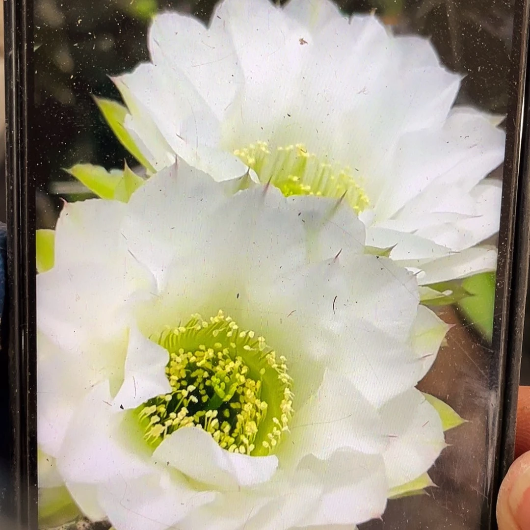 翠柳侧芽歪4公分以上满18包邮