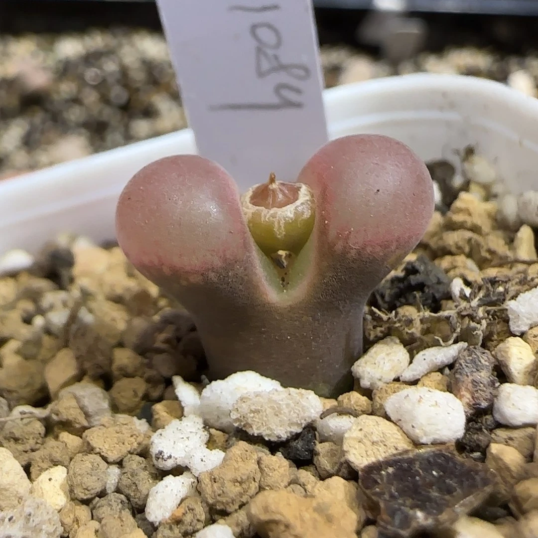 11.20。   pv1089。  2076