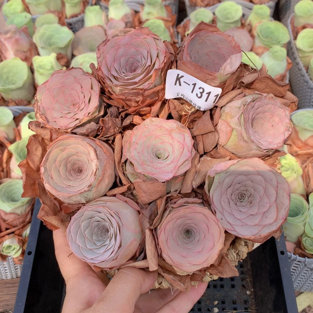 9颗1311精品货带篮子