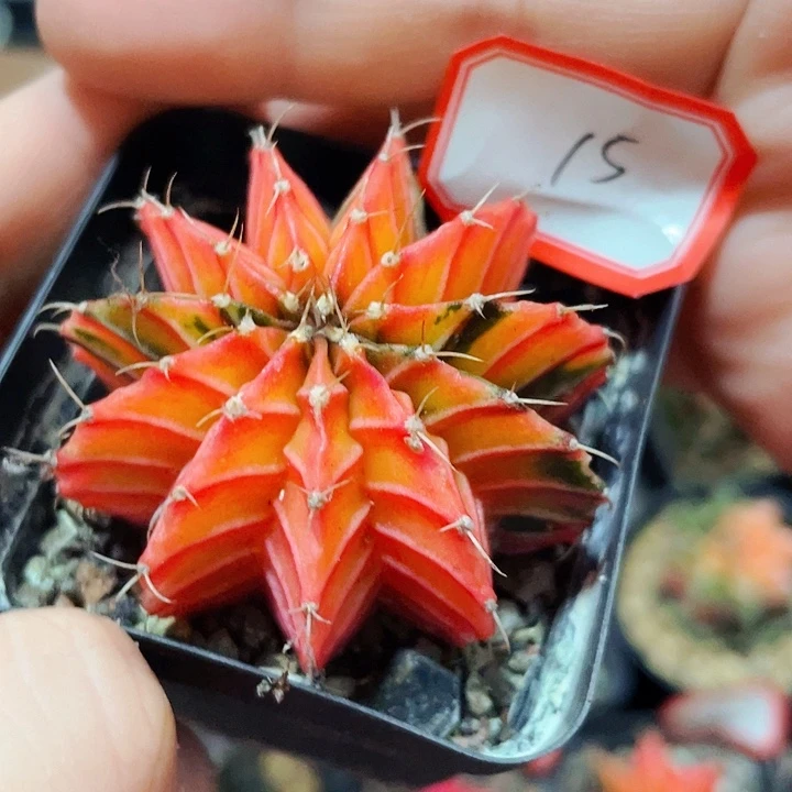 非偏远地区满25包邮仙人球裸根