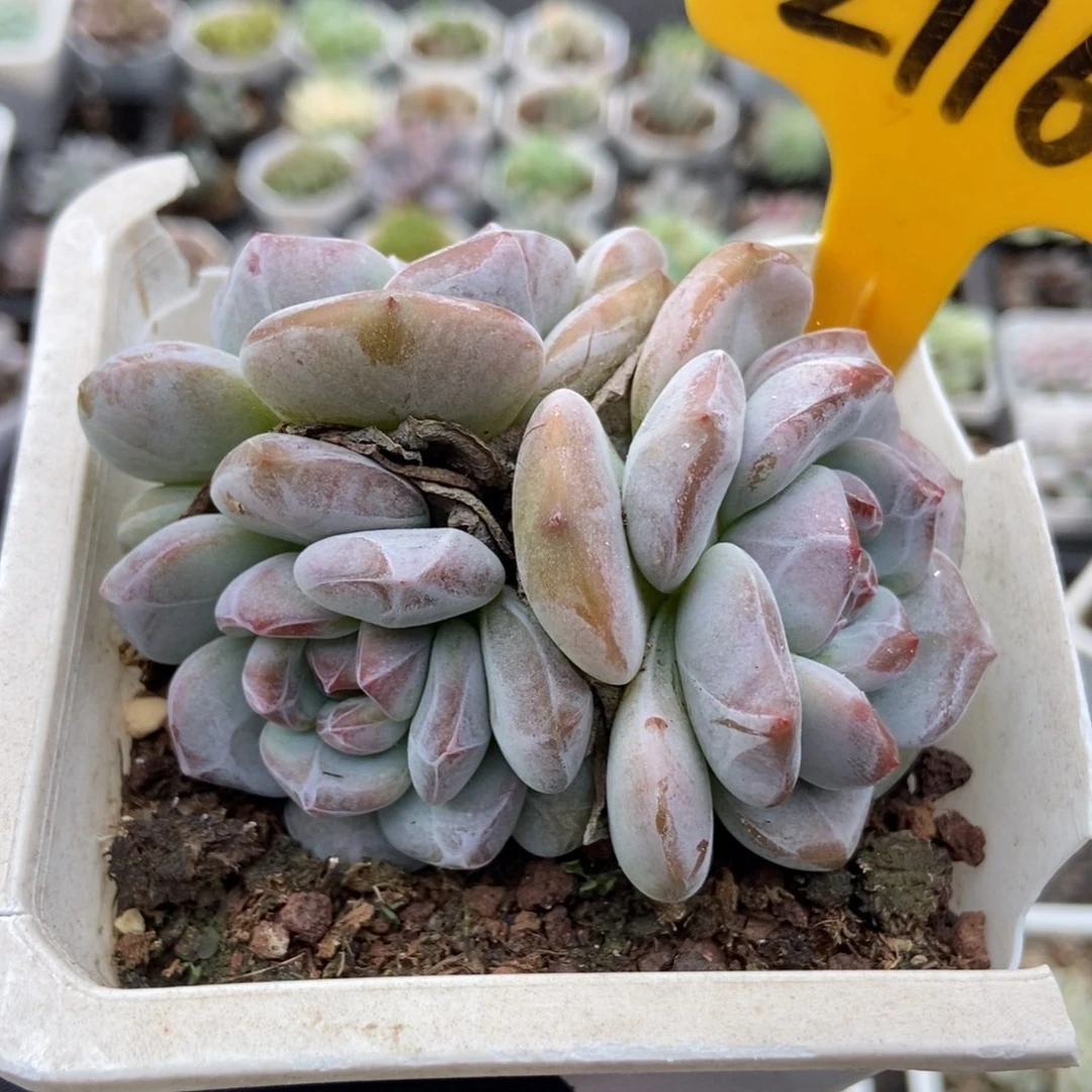 2116石榴籽多肉植物