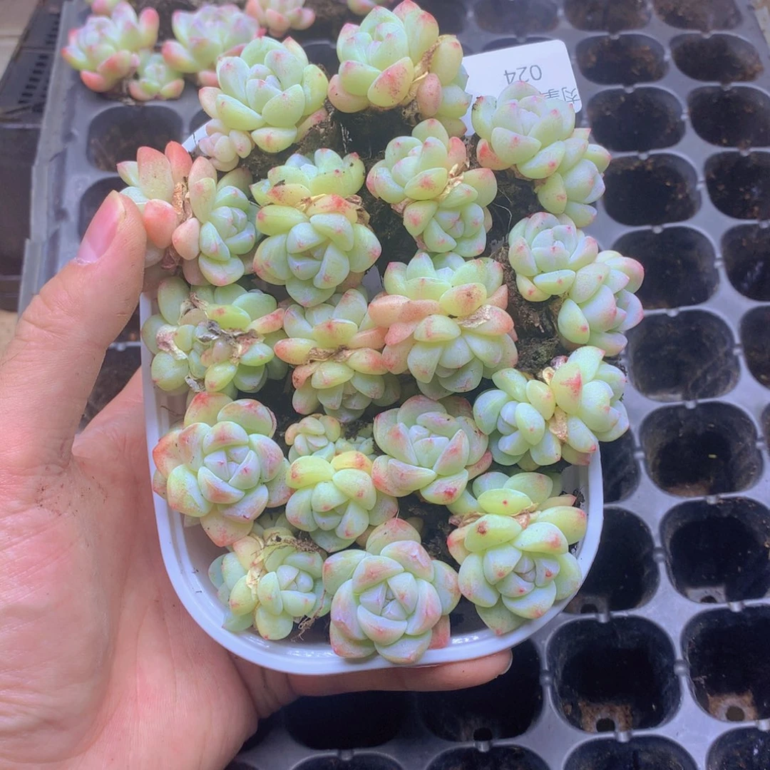 我要去看你了啊我024