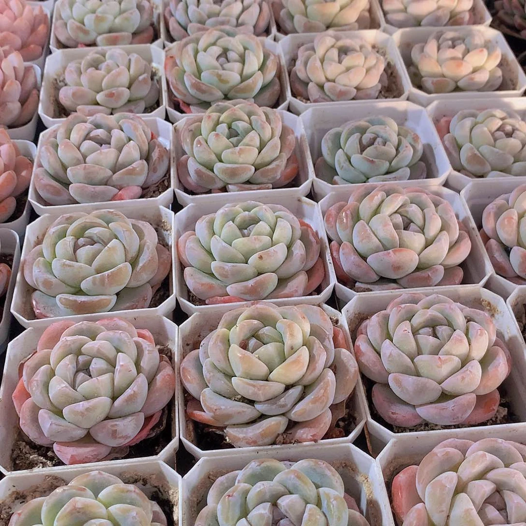 冰玉23567899000000