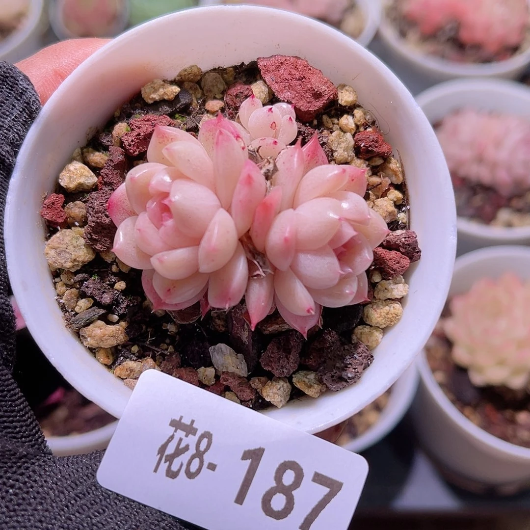 花08-187麦秆双头