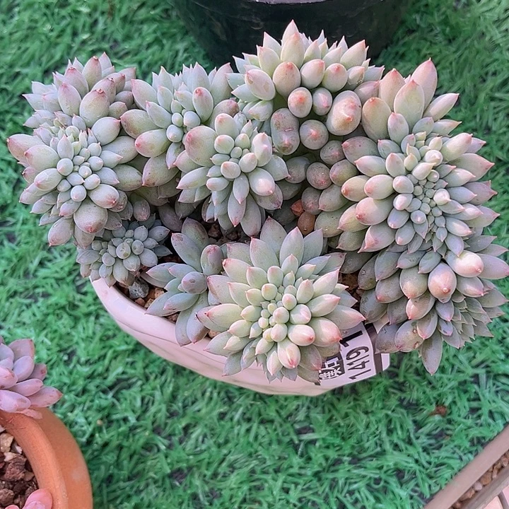 美人缀14191多肉植物