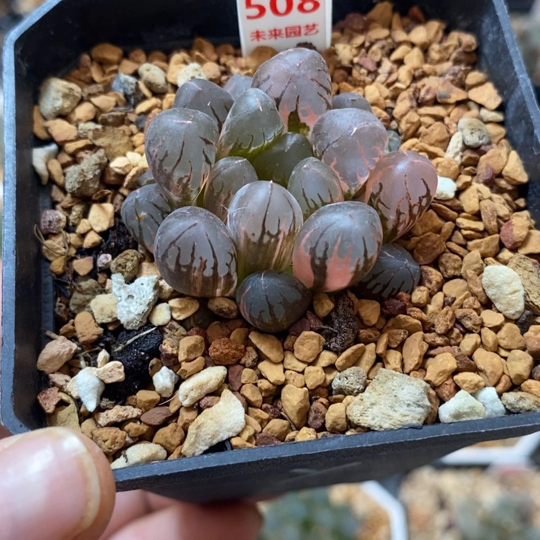 完全开放508灵犀玉露锦