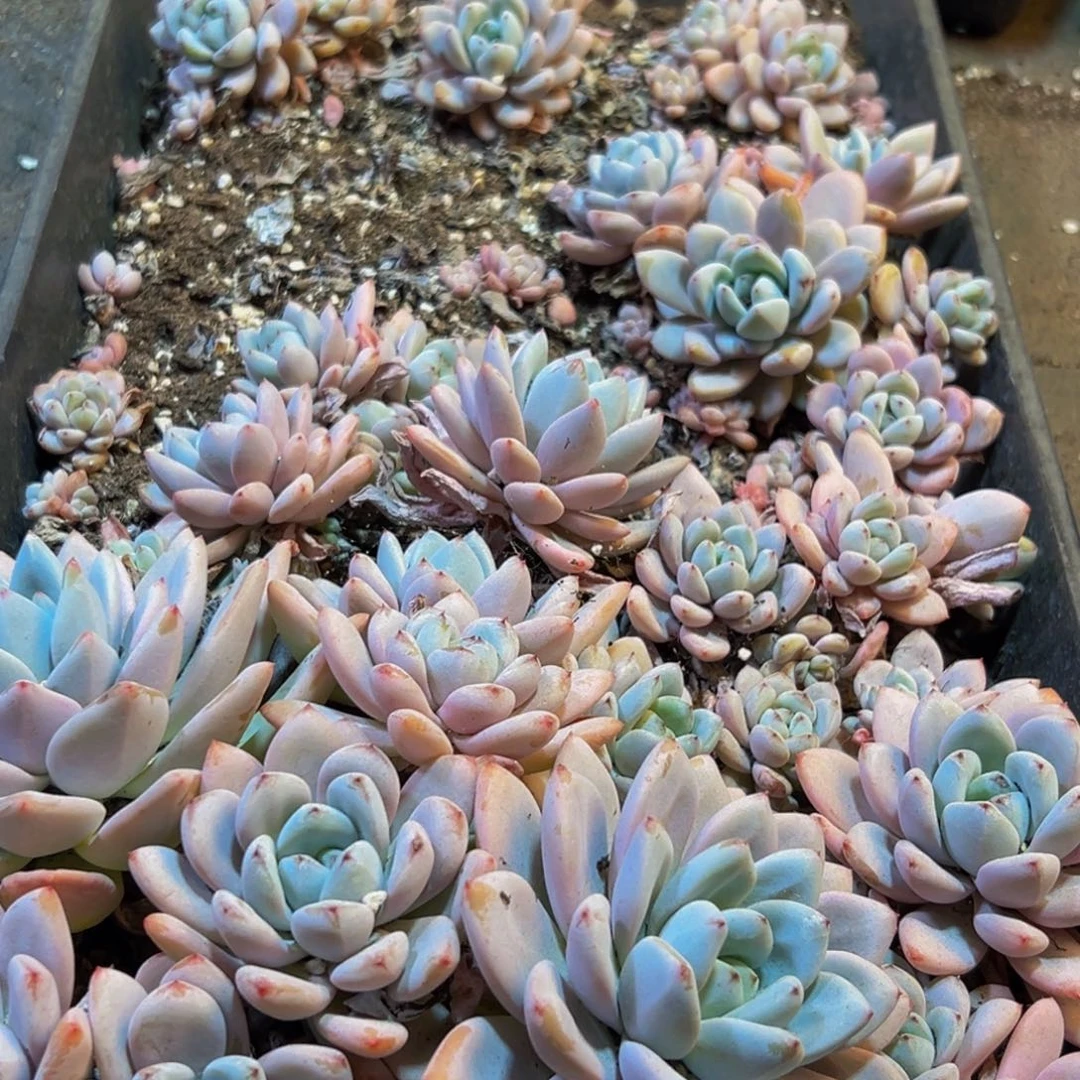 111多肉葡萄的味道是真的