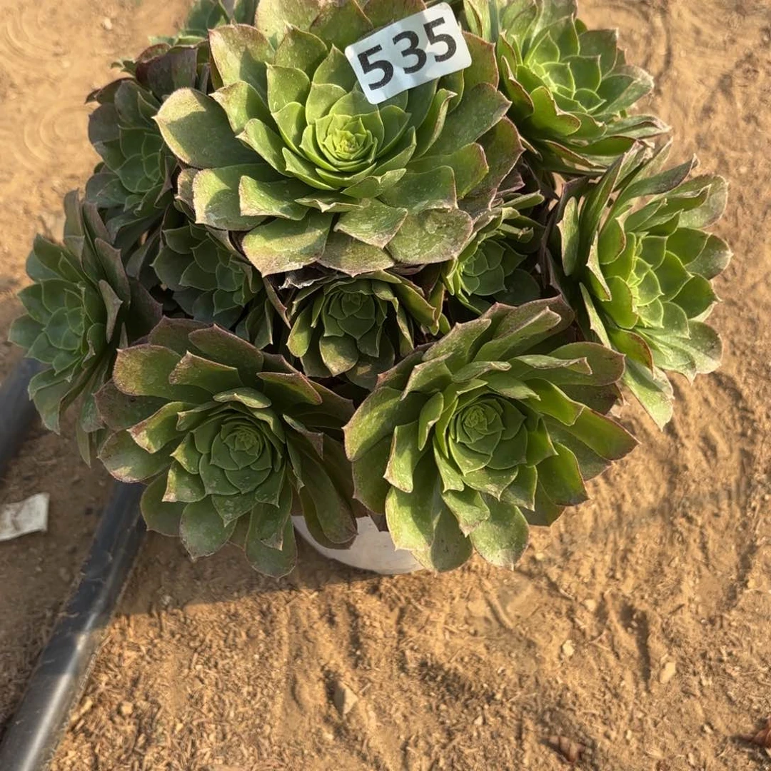 玥*辰535万圣夜多肉不包损