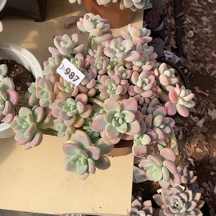 竹***城987红洛神多肉植物多肉