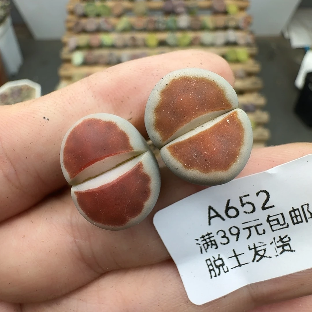 652多肉哈哈哈哈哈哈