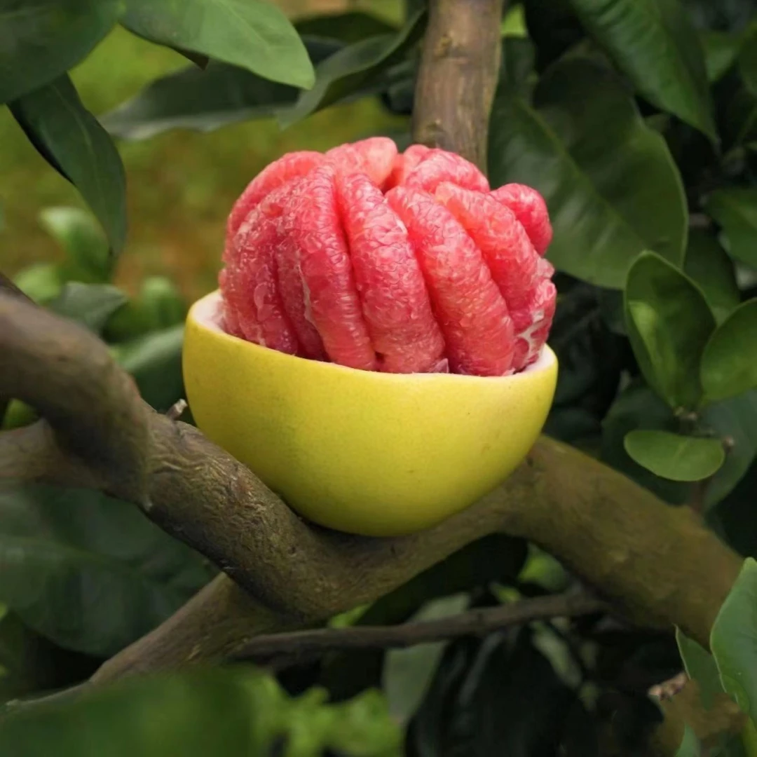 嫁接柚子树苗红心红肉三红蜜柚暹罗红柚子苗果树果苖南方北方种植